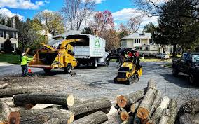Best Tree Removal  in Cowan, TN