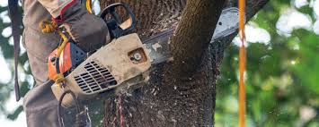 Best Arborist Consultation Services  in Cowan, TN