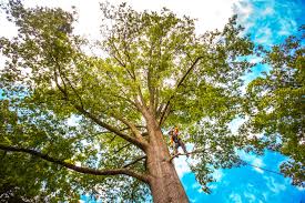 Best Organic Lawn Care Solutions  in Cowan, TN