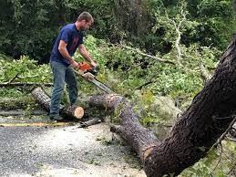 Best Lawn Dethatching  in Cowan, TN