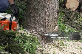 How Our Tree Care Process Works  in  Cowan, TN