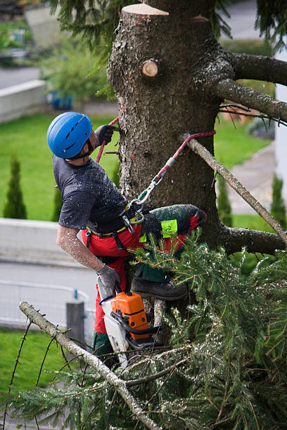 Best Tree Disease Treatment  in Cowan, TN