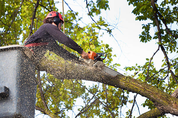 Best Emergency Tree Removal  in Cowan, TN