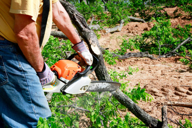 Best Aeration Services  in Cowan, TN