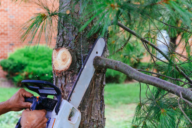 Best Hazardous Tree Removal  in Cowan, TN